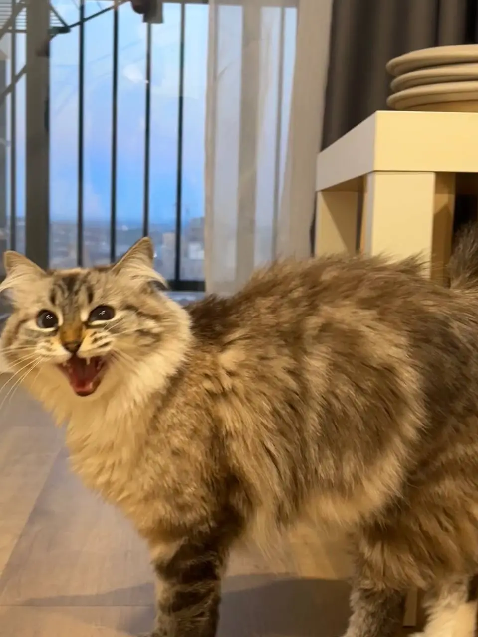 A fluffy, long-haired tabby cat stands indoors with its mouth wide open, showing teeth and tongue, as if yelling or…