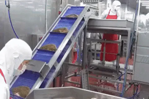 A six-panel image collage showing the industrial process of fish filleting: workers handling raw fish on conveyor belts…