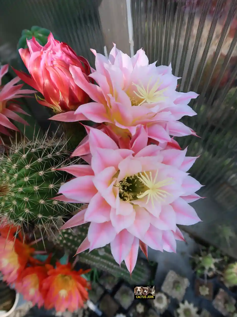 Behold the First Light of the Cactus Hybrid