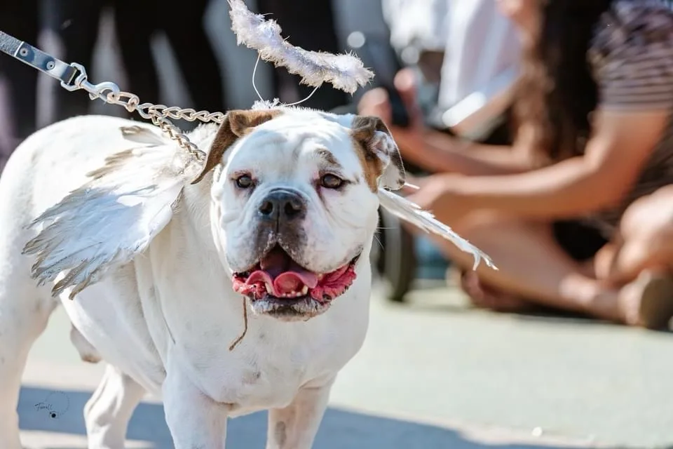 A white bulldog with brown patches wears a costume of white feathered angel wings and a halo, looking directly at the camera…