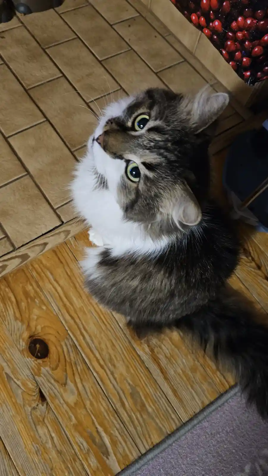 A fluffy tabby and white cat with wide, green eyes looks upward with an innocent, pleading expression while sitting on a…
