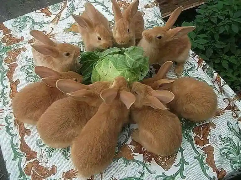 A group of small, light brown rabbits are gathered around a head of green cabbage on a patterned tablecloth, all facing…