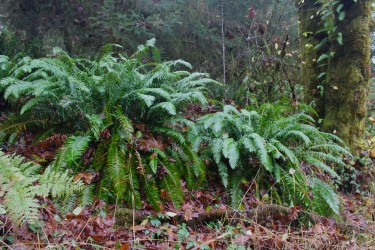 A photo of lush green ferns growing in a forest with fallen leaves on the ground. Overlaid text reads: 'i'm not lazy, i'm in…
