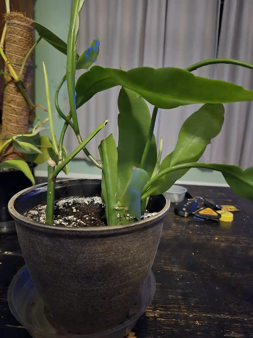 A potted plant with green, somewhat wilted stems and leaves sits on a dark wooden table; the soil is visibly covered in…