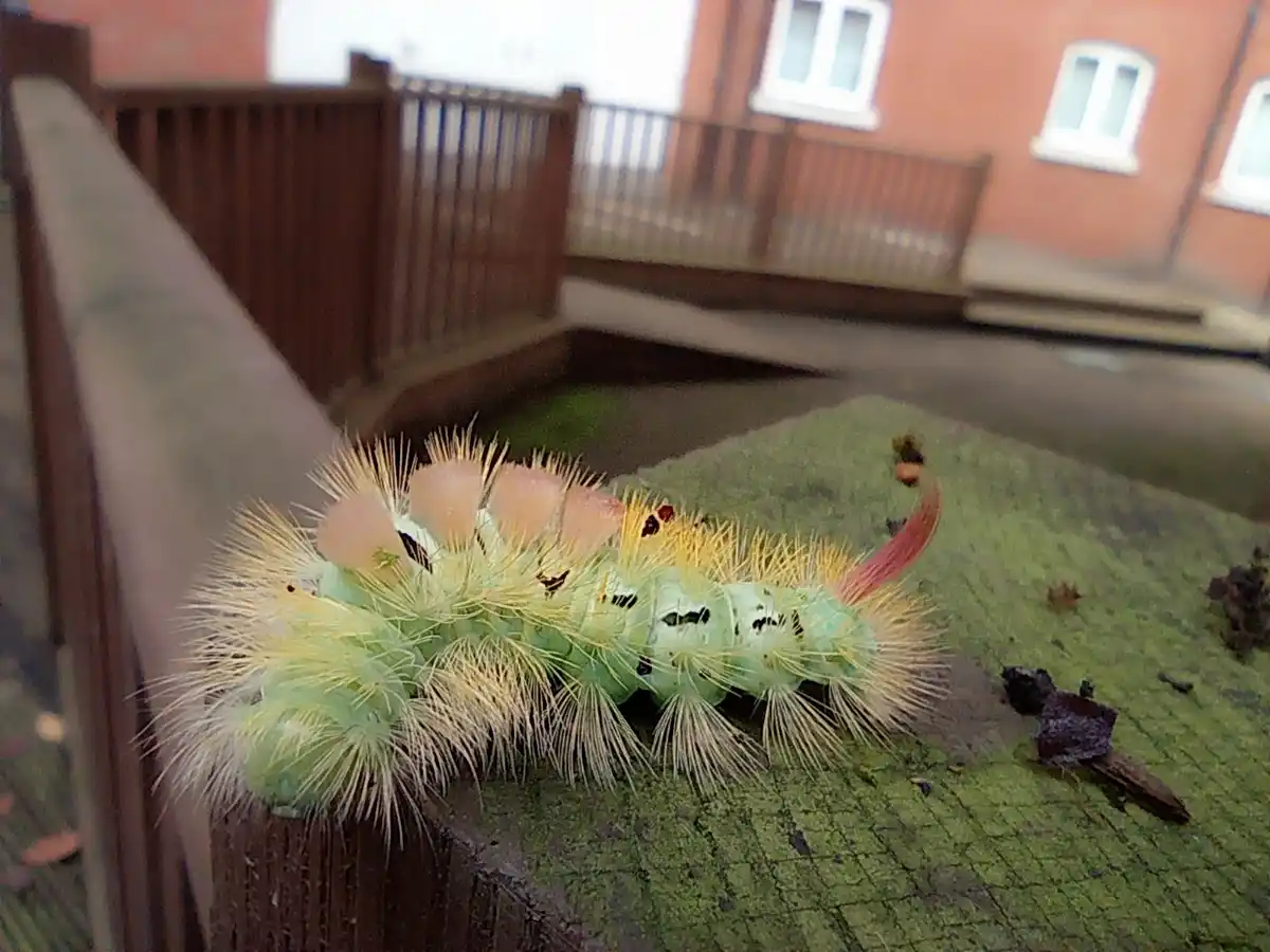A close-up photo shows a large, fuzzy green caterpillar with yellow bristles and pinkish tufts crawling on a mossy wooden…