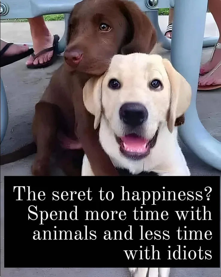 Two dogs, a chocolate lab and a yellow lab, are sitting together outdoors. The yellow lab is in the foreground looking at…