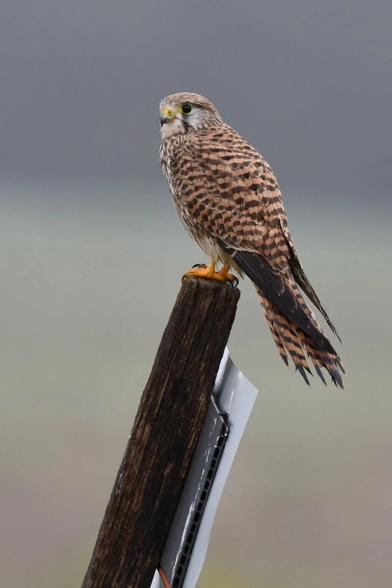 A small brown and black speckled bird of prey, likely a kestrel, perches atop a weathered wooden post that has a silver…