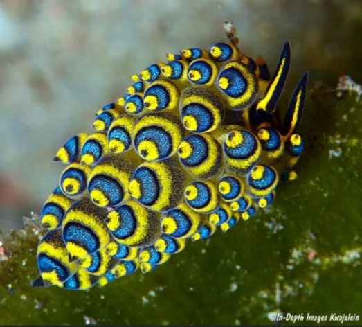 a close-up photograph of a vibrant, colorful sea slug with numerous blue and yellow eyespots covering its body, resting on a…