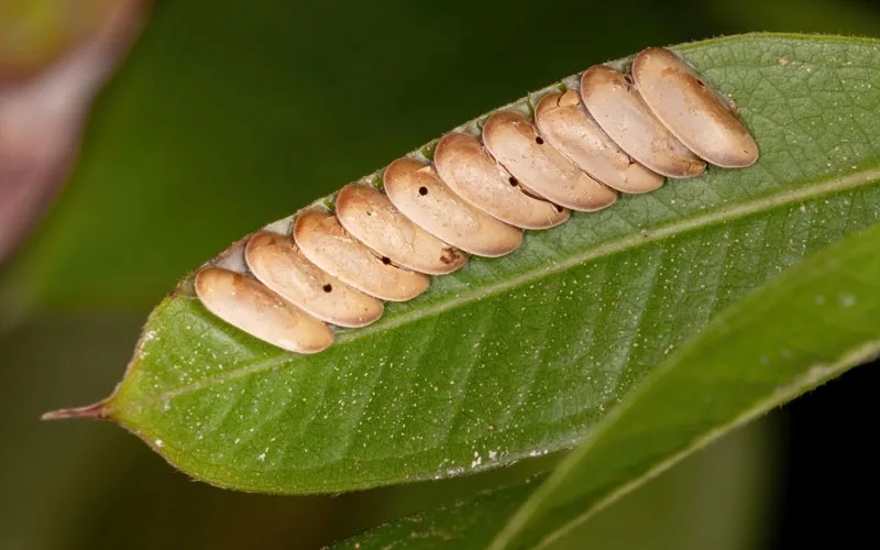 A row of light brown, oval-shaped insect eggs is laid in a neat line across a vibrant green leaf. The eggs are arranged in a…