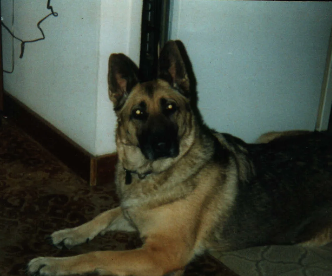 A German Shepherd dog lies on a patterned carpet indoors, looking directly at the camera with glowing eyes from flash…