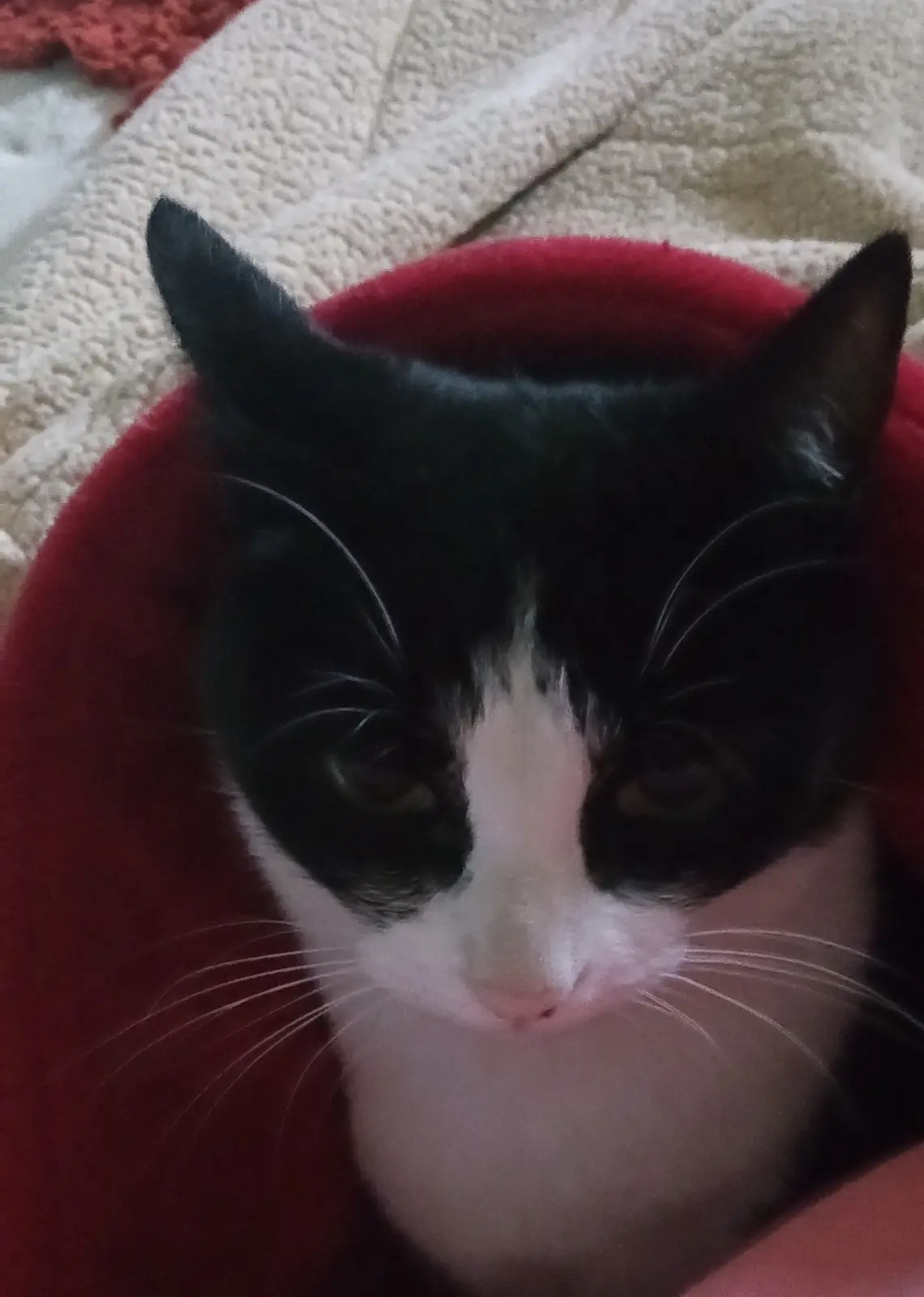 Meet My Cat: The Furry Companion Chronicles