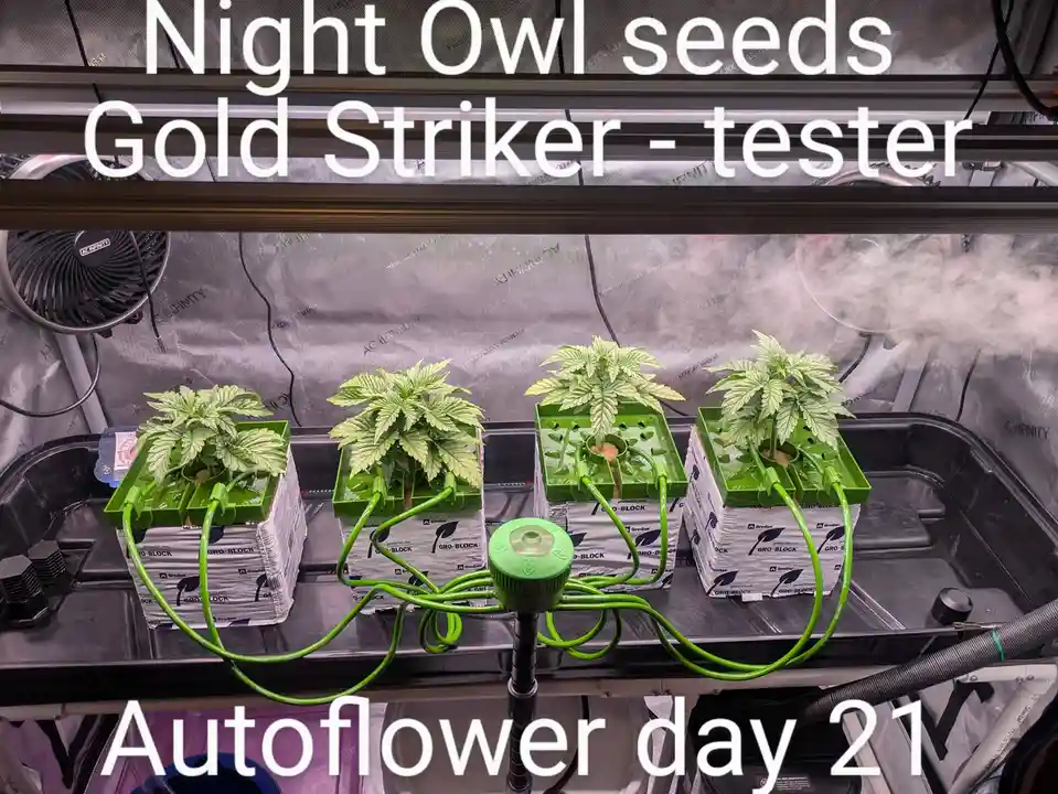 Four small cannabis plants in green hydroponic trays sit under grow lights inside a climate-controlled grow tent, with text…