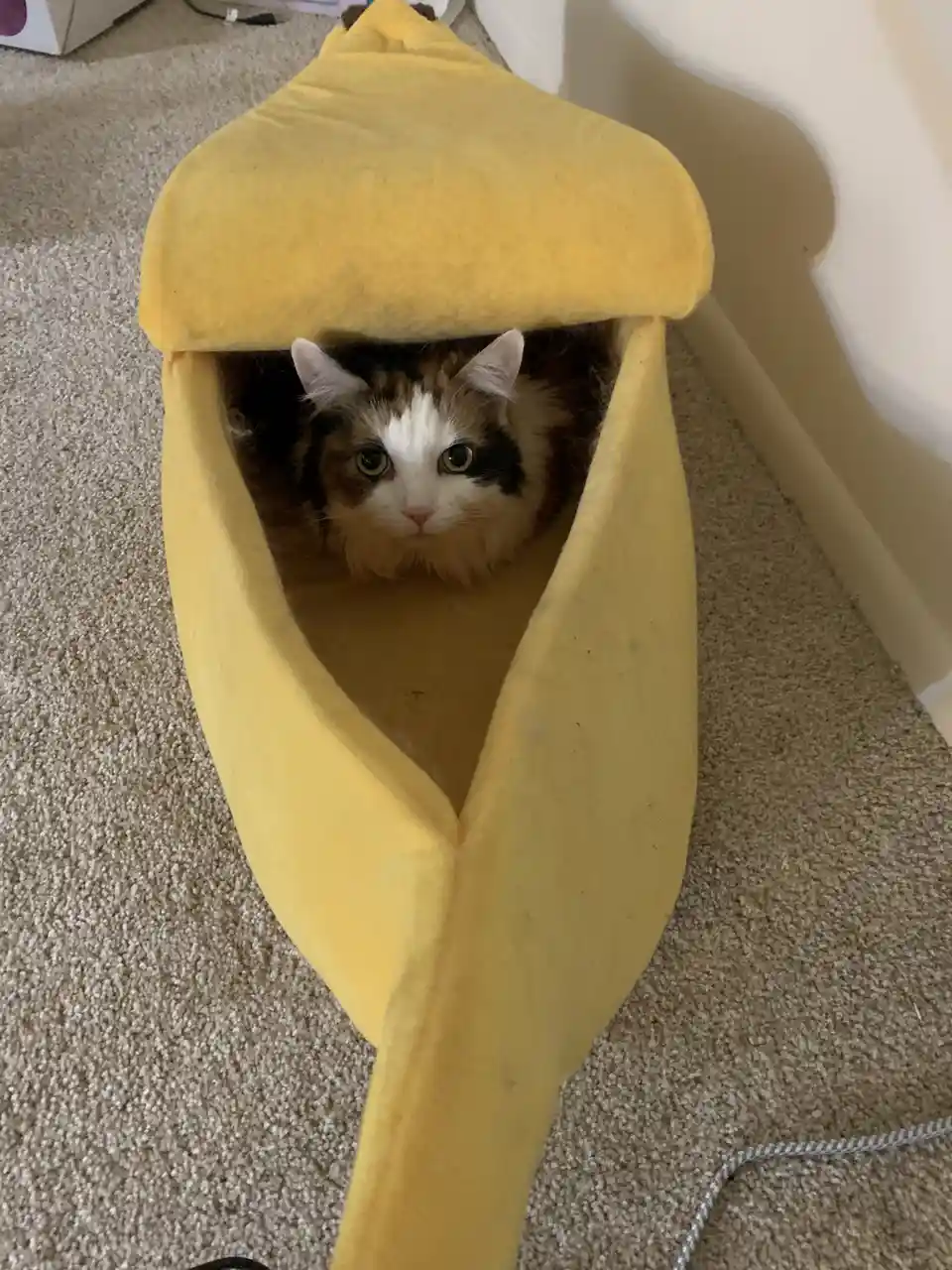 A fluffy calico cat with wide, startled eyes peers out from inside a yellow, banana-shaped pet bed. The cat's face is framed…