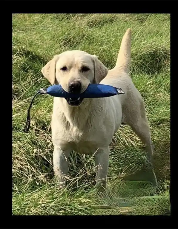 A light-colored Labrador Retriever stands in tall green grass, holding a blue cylindrical toy in its mouth. The dog looks…