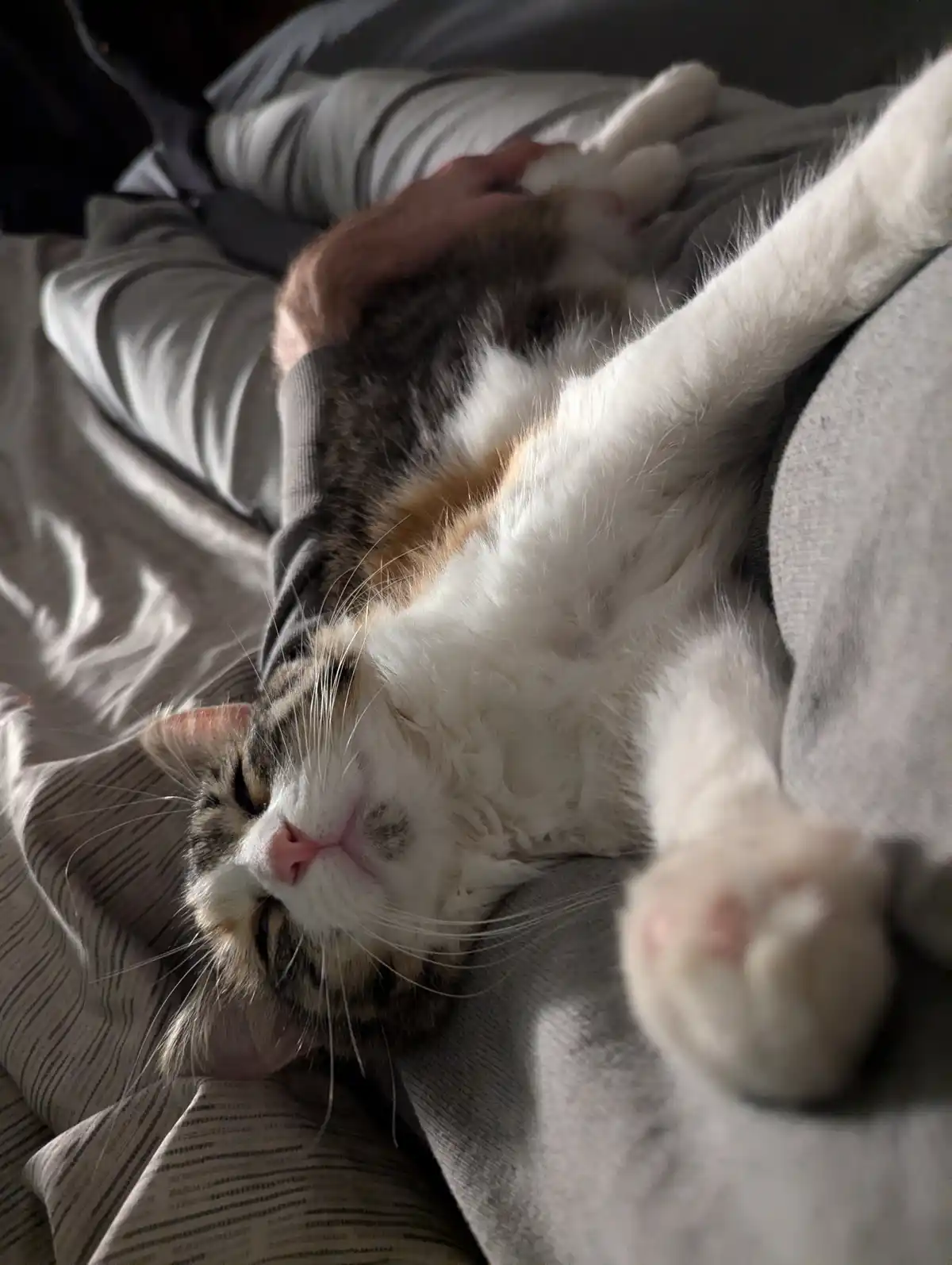 A calico cat is lying on its back on a person's lap, exposing its belly and paws, while the person gently pets its side. The…