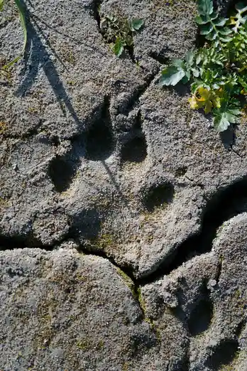 The Impressive Paw Print of a Wolf