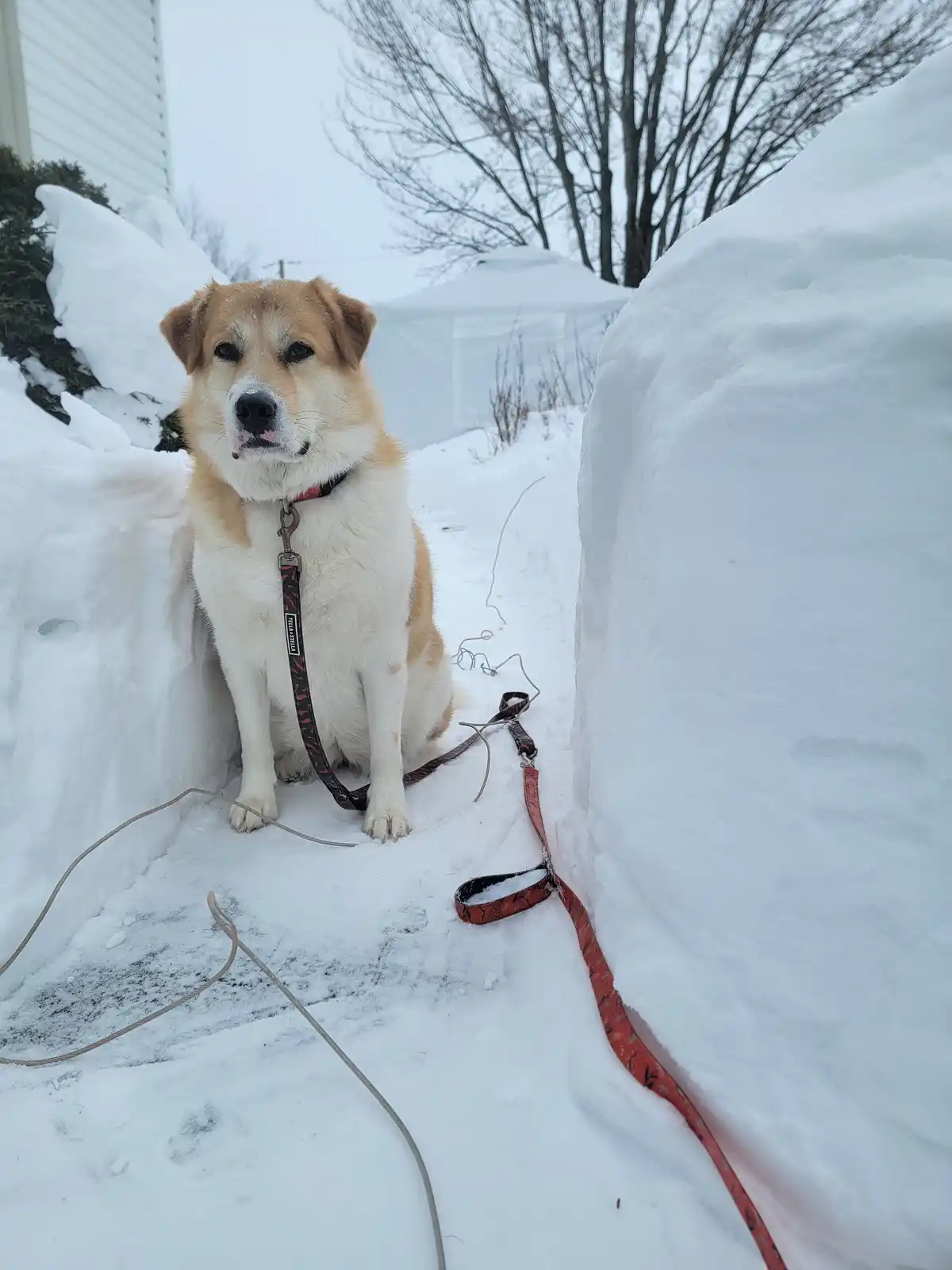 A tan and white dog sits patiently in a narrow path between two tall snowbanks, wearing a red leash that trails on the snow…