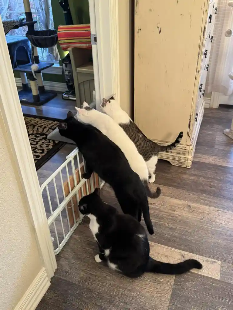 Four cats are gathered around a white baby gate in a home, with three of them stacked vertically on top of each other to…
