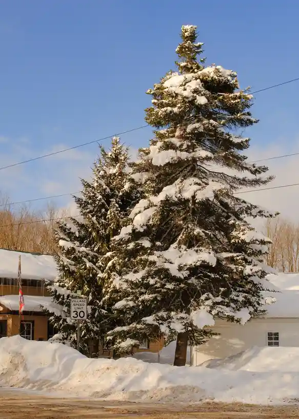 A large evergreen tree heavily laden with snow stands in front of snow-covered buildings under a clear blue sky. A white…