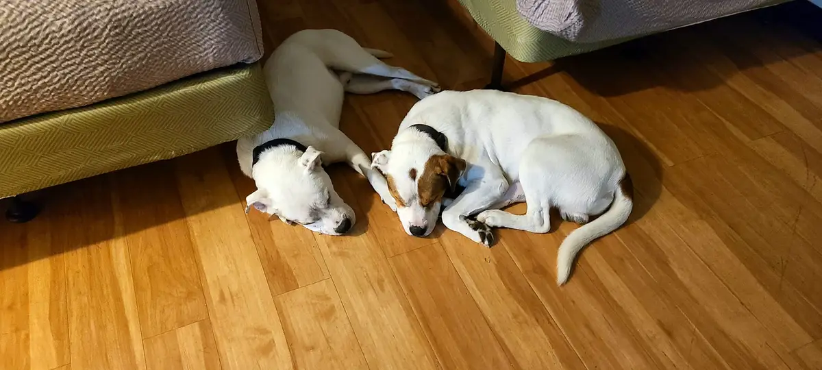 Two white dogs with black collars are sleeping peacefully on a hardwood floor beneath a green upholstered couch. One dog is…