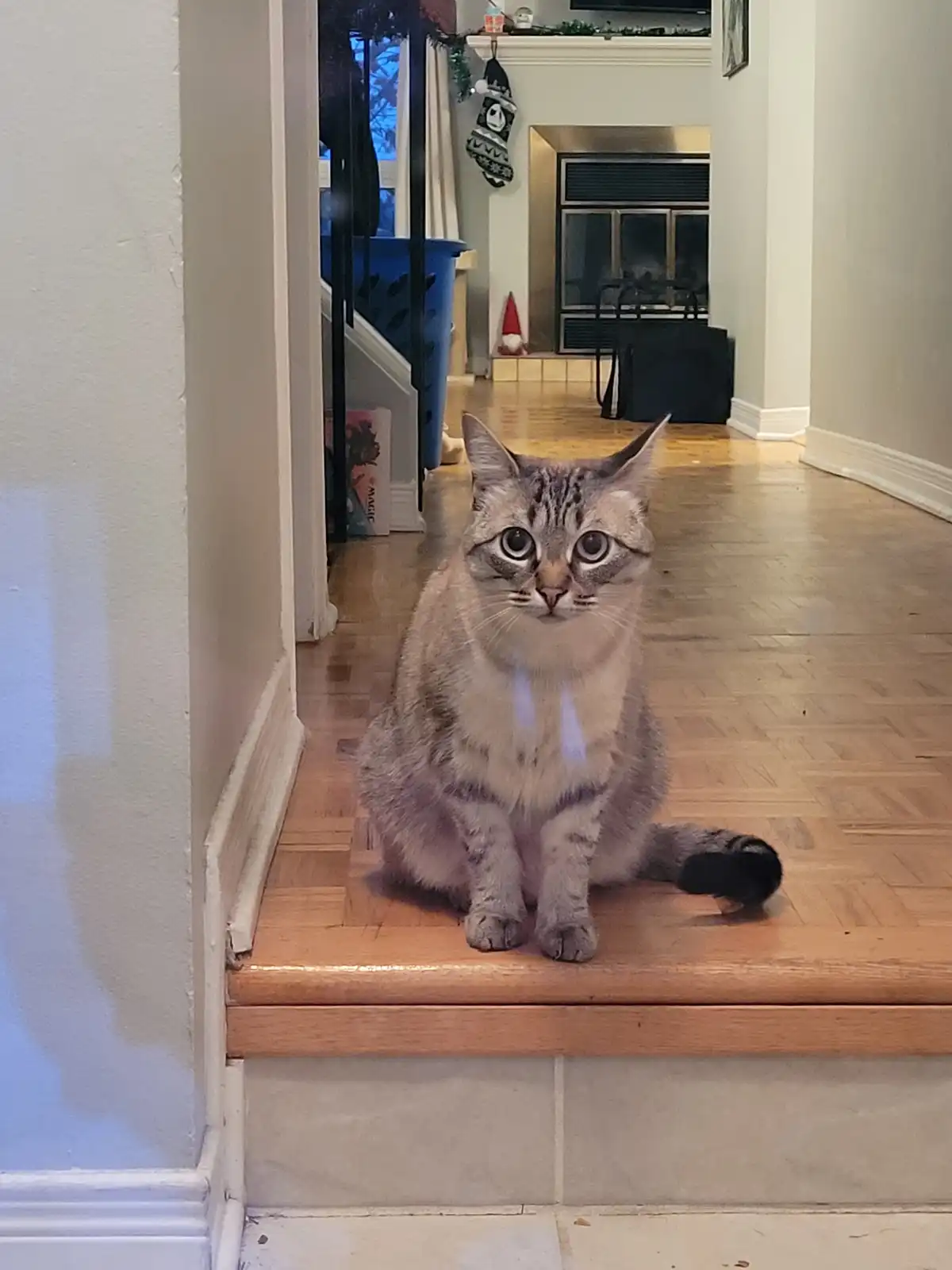 A tabby cat with wide, startled eyes sits upright on a wooden step in a hallway, looking directly at the camera. In the…