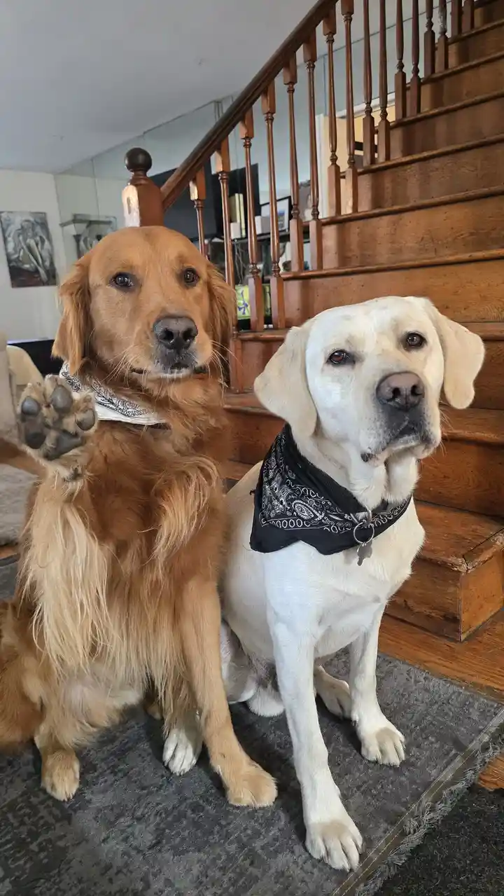 Greetings from Shadow and Chance!