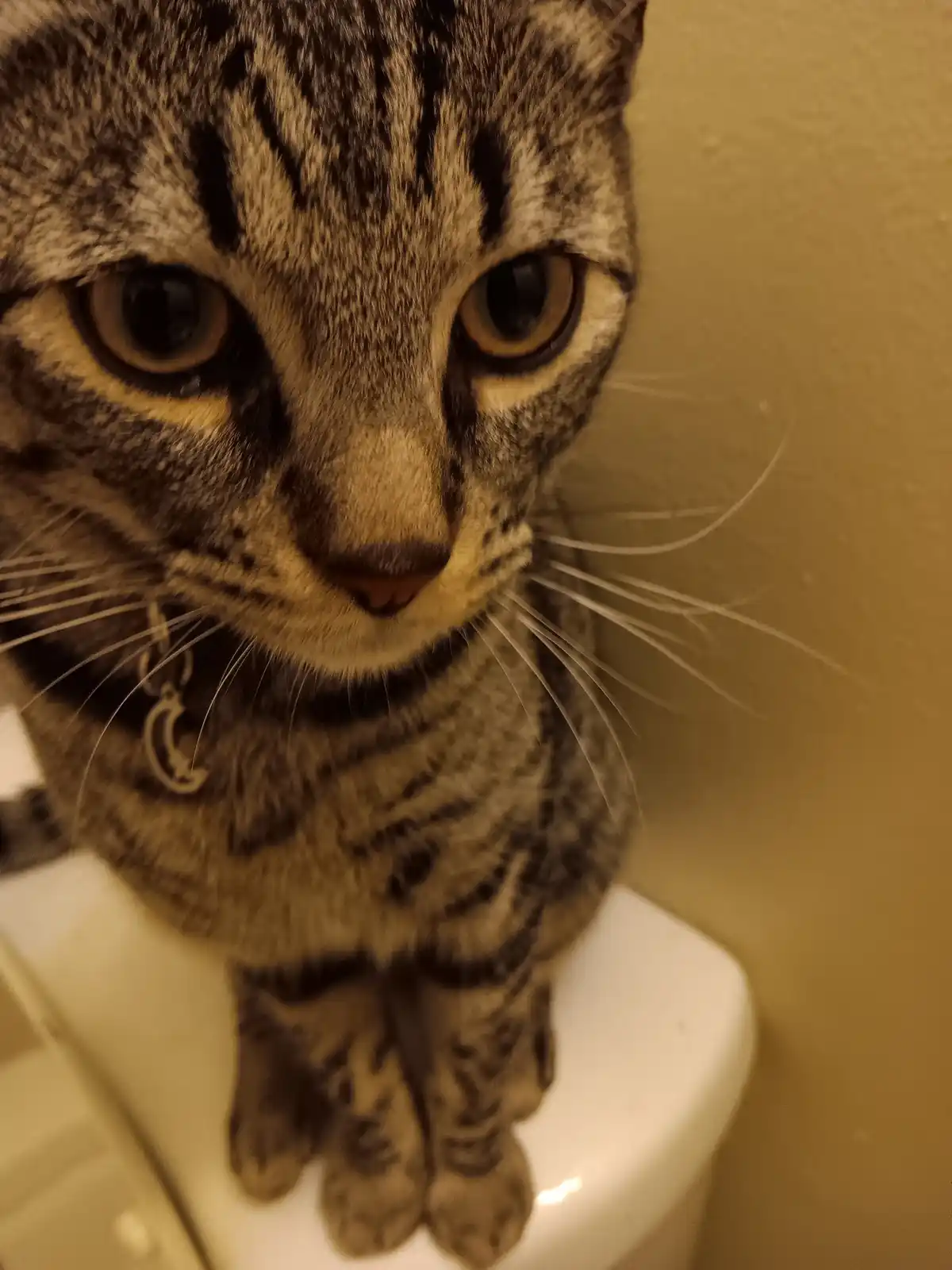 A close-up photo shows a tabby cat sitting upright on a white toilet lid, looking directly at the camera with wide…
