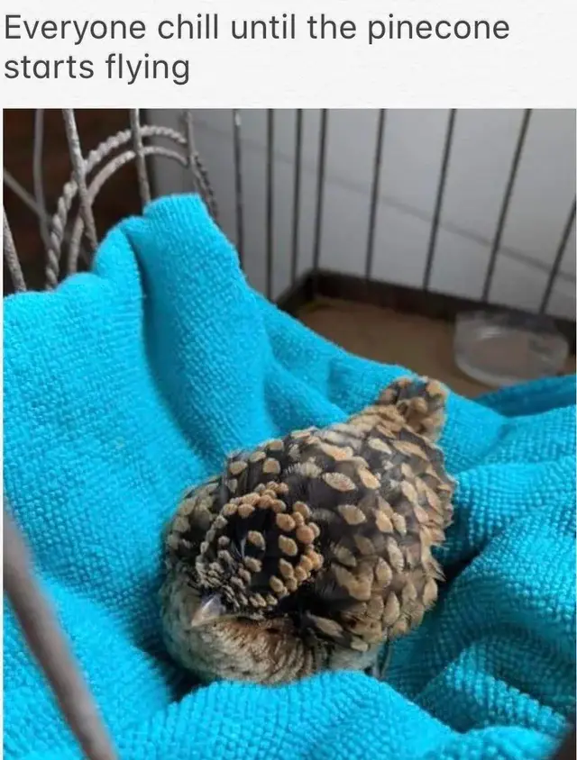 A small bird with brown and tan speckled feathers is curled up and sleeping on a bright blue towel inside a wire cage. The…
