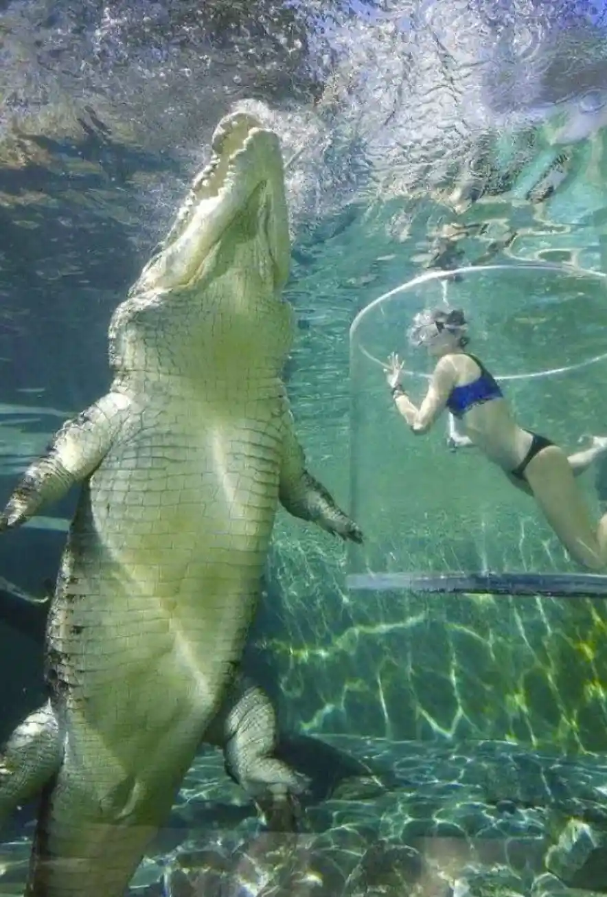 An underwater photo shows a large alligator with its mouth open, facing a woman in a blue swimsuit who is inside a…