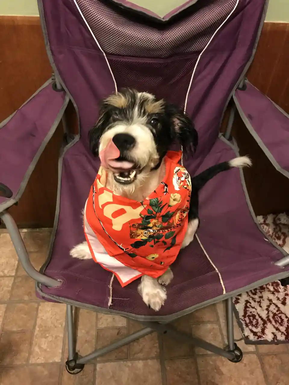Moo Moo's Heartwarming Journey: Saved by Gentle Care and Years of Love