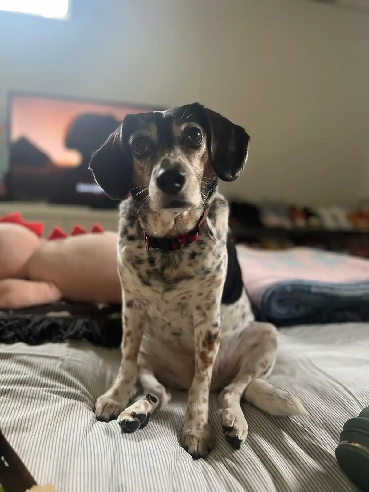 A medium-sized dog with black and white spotted fur and floppy ears sits upright on a striped bedspread, looking directly at…