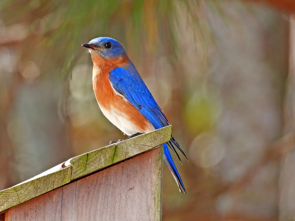 A male eastern bluebird perched on a wooden post, displaying vibrant blue feathers on its head, back, and tail, contrasted…