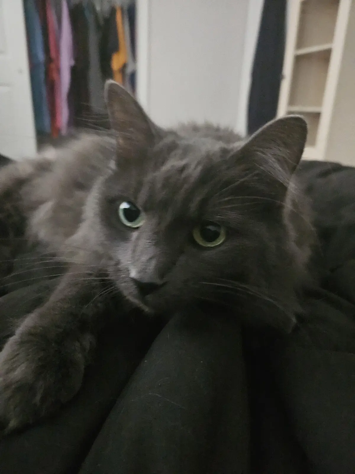 A close-up photo of a fluffy gray cat with green eyes looking directly at the camera with a serious, unimpressed expression…