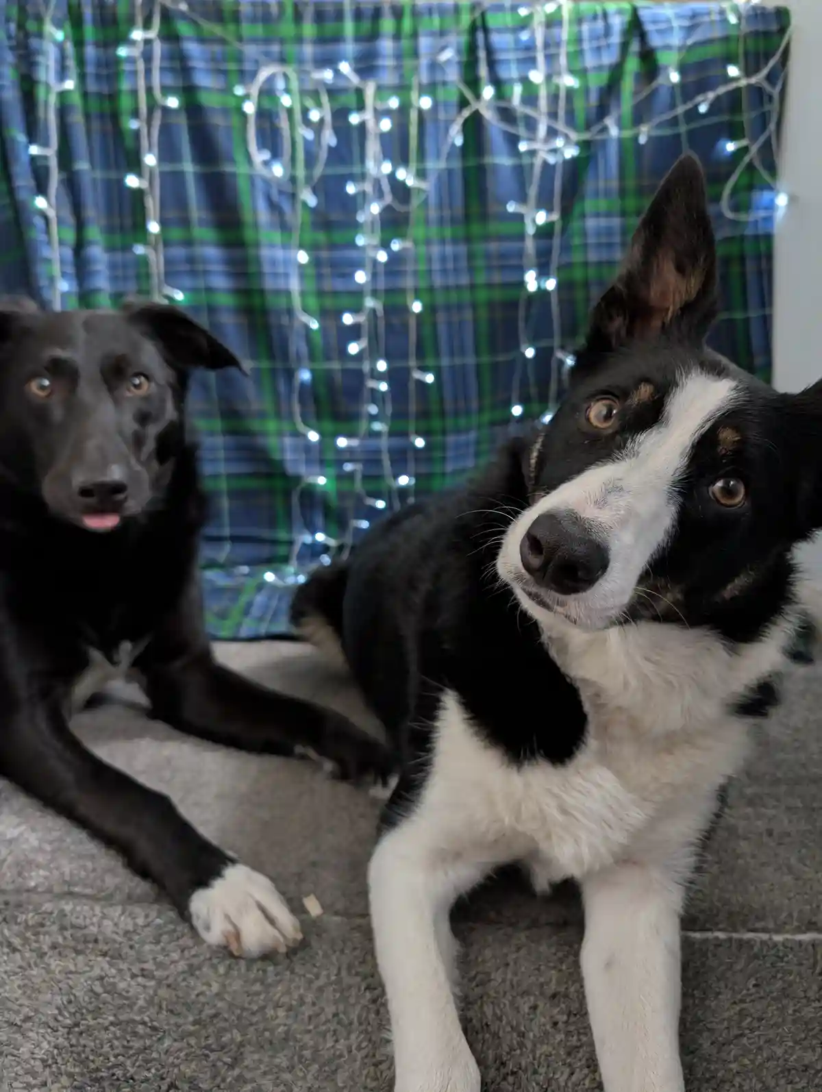Cherishing Christmas Memories with My Furry Friends