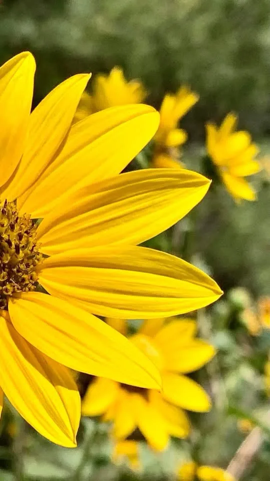 A close-up photograph of a bright yellow sunflower in focus, with other blurred yellow flowers and green foliage in the…