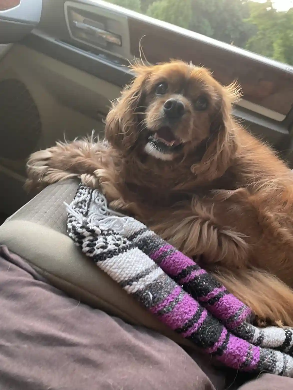 A brown, fluffy dog with long ears is lounging on a car seat, looking up with an expressive face. A pair of purple, black…