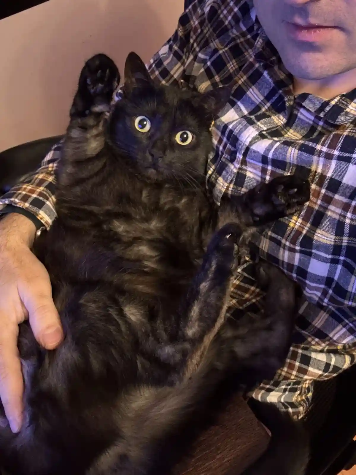 A black cat with wide, startled eyes is being held upside down by a person in a plaid shirt, its paws flailing in the air as…