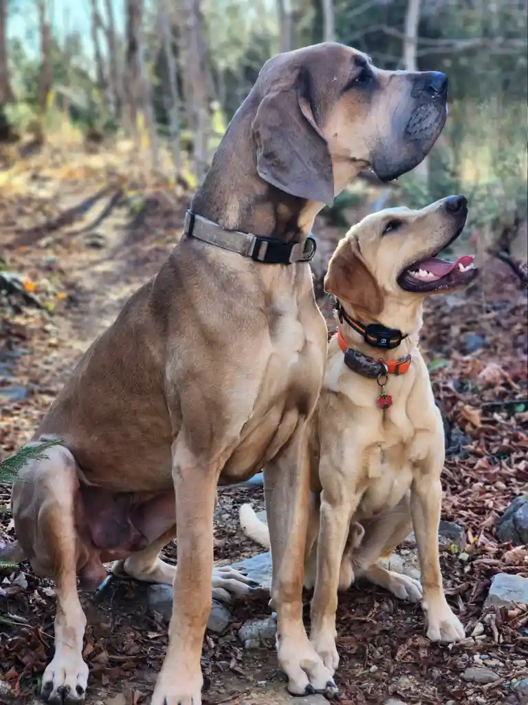 A birthday stroll for the birthday boys!