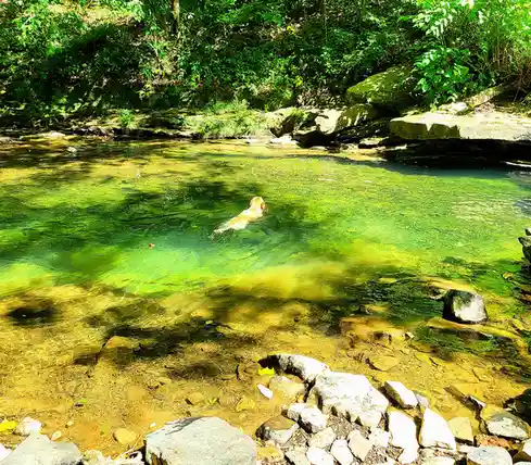 A golden retriever swims in a clear, greenish stream surrounded by rocks and lush green foliage. The dog is mid-swim, with…