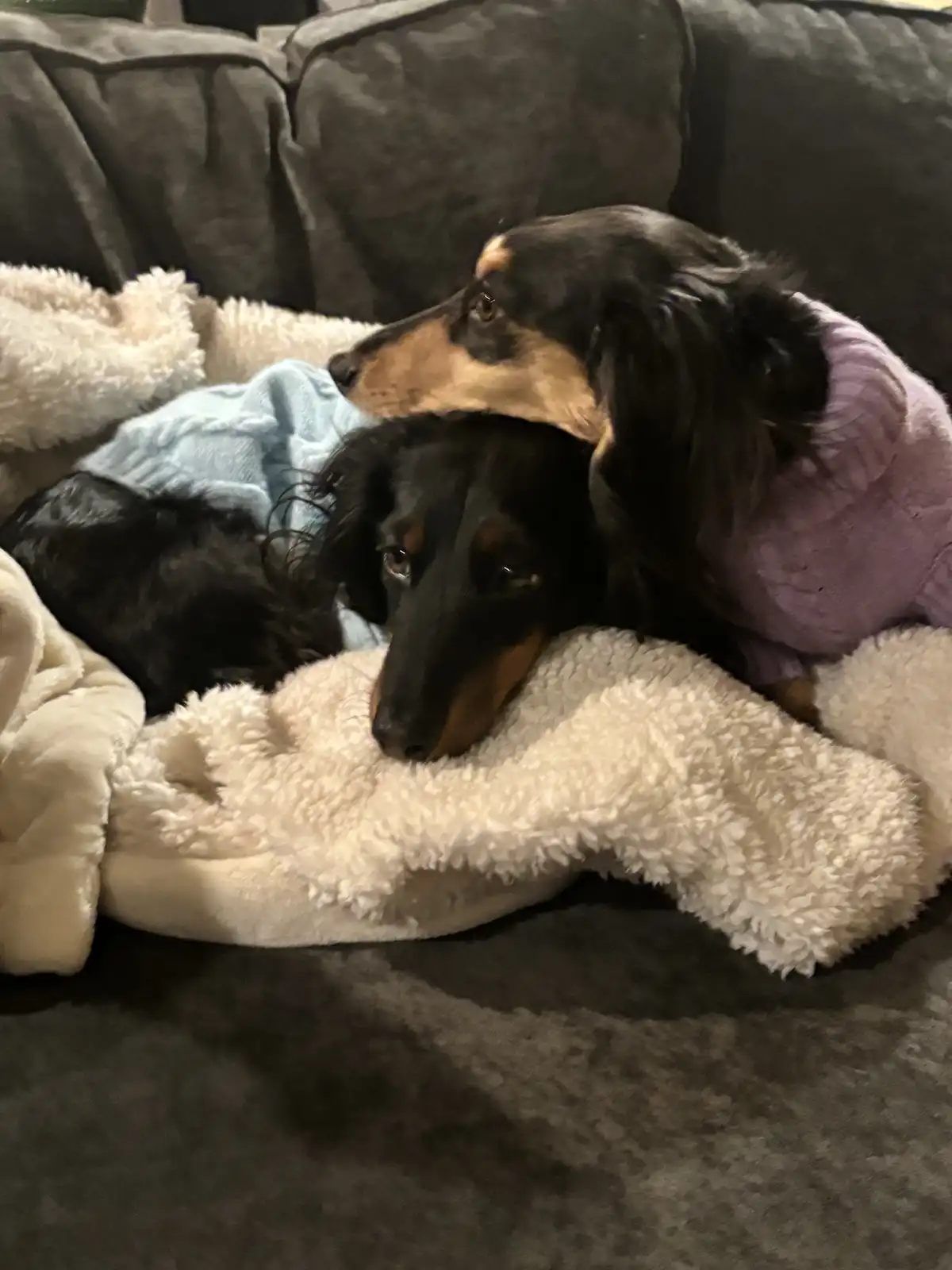 Two dachshunds are snuggled together on a couch, one wearing a purple sweater and the other a blue sweater, both resting on…