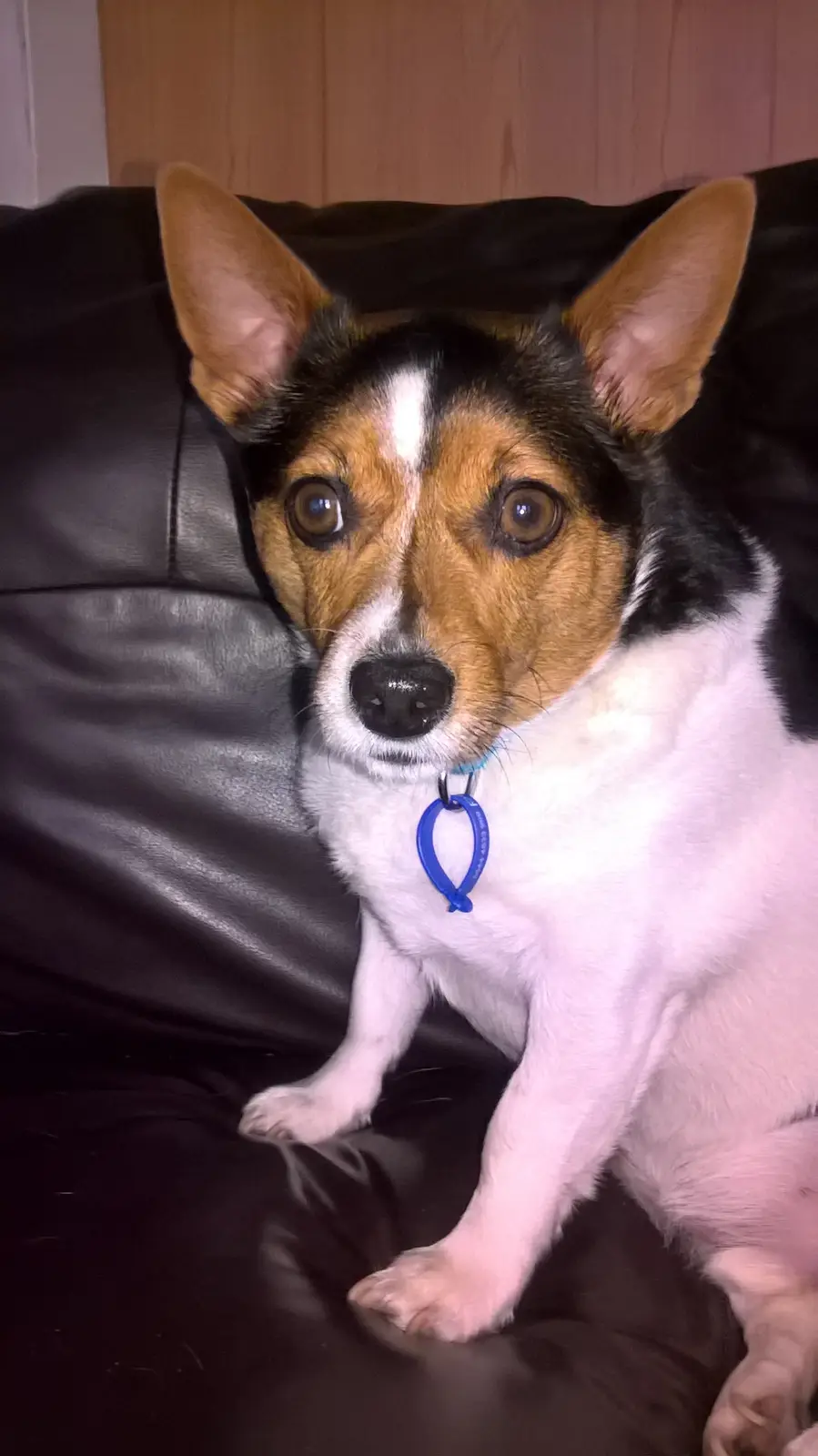 A small tricolor dog with large, expressive brown eyes and perky ears sits on a black leather couch, looking directly at the…