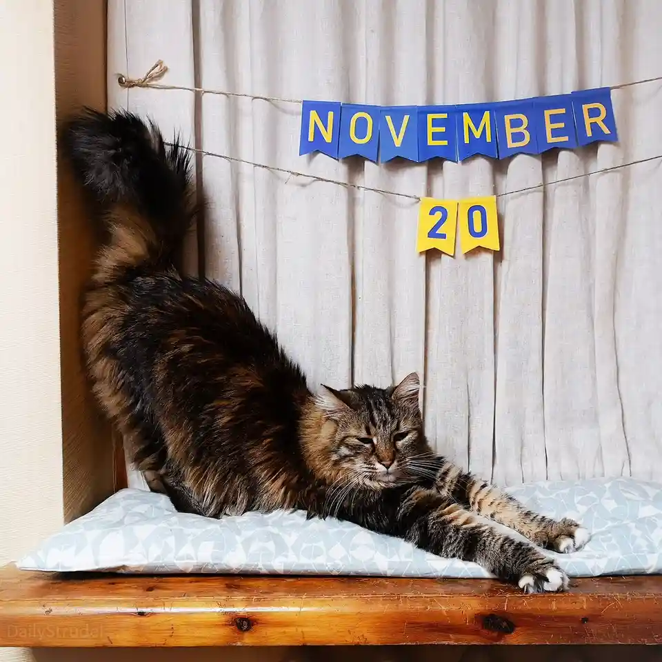 Mark Your Calendars: November 20