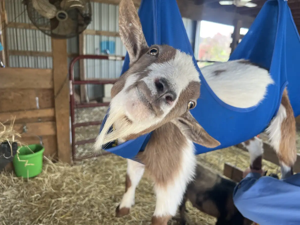 A brown and white goat with long facial hair is lounging in a blue fabric hammock inside a barn, looking directly at the…