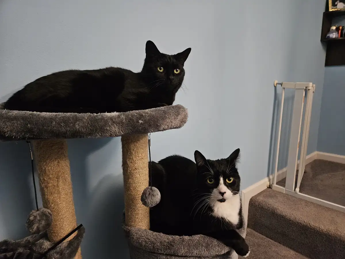 Two cats, one black and one black-and-white, sit on different levels of a grey cat tree against a light blue wall. The black…