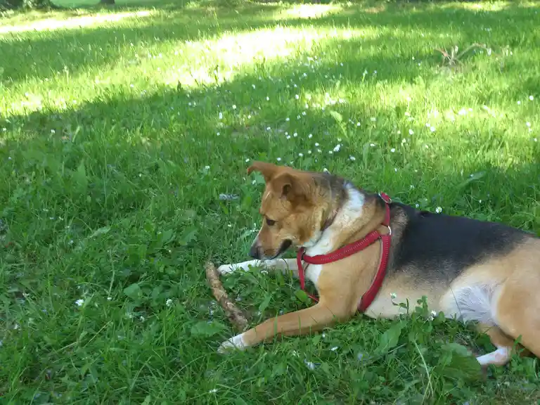 a tan, black, and white dog wearing a red harness lies in a grassy field dotted with daisies, looking at a stick beside it…