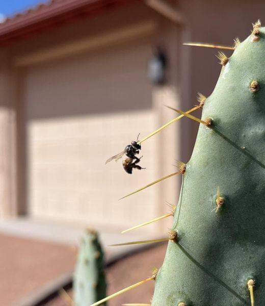 A small black and yellow bee is clinging to a long, yellow spine of a green prickly pear cactus. The background shows a…