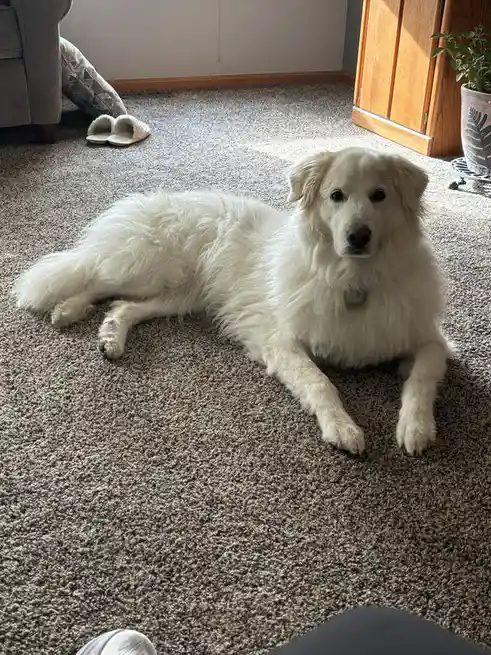 A fluffy white dog lies relaxed on a beige carpet in a living room, looking directly at the camera with a calm expression…