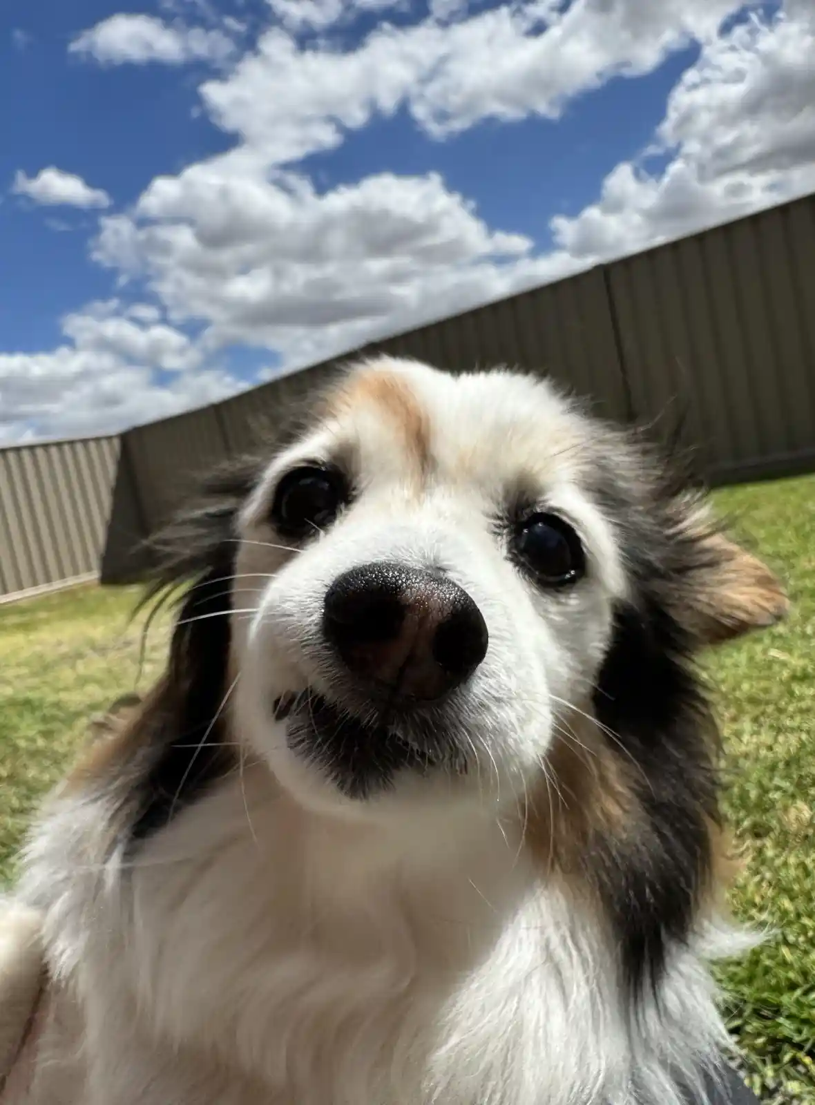 A close-up photo of a fluffy, long-haired dog with white, black, and tan fur looking directly at the camera with large…