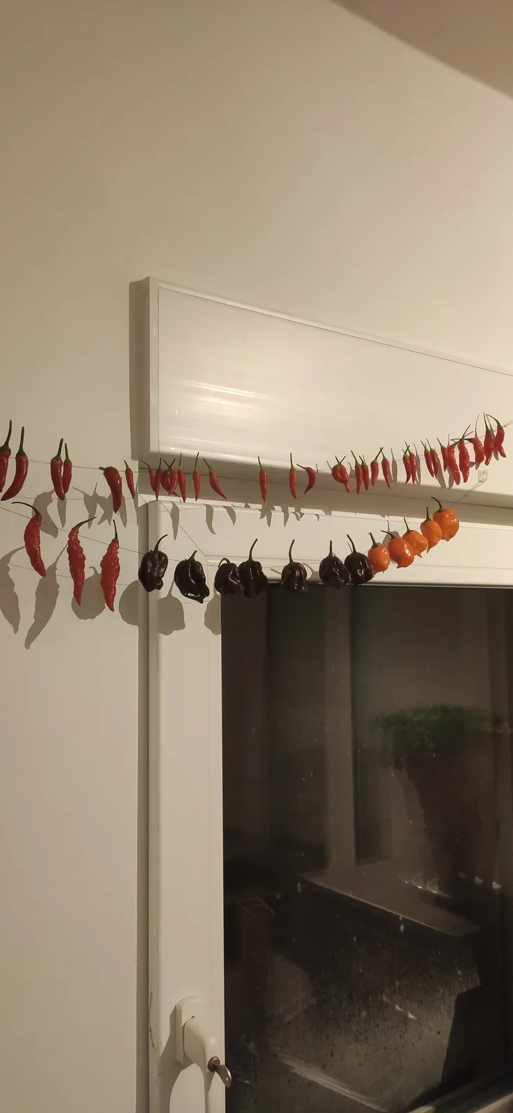 A string of various chili peppers, including red, orange, and dark brown varieties, is hung across a white window frame and…