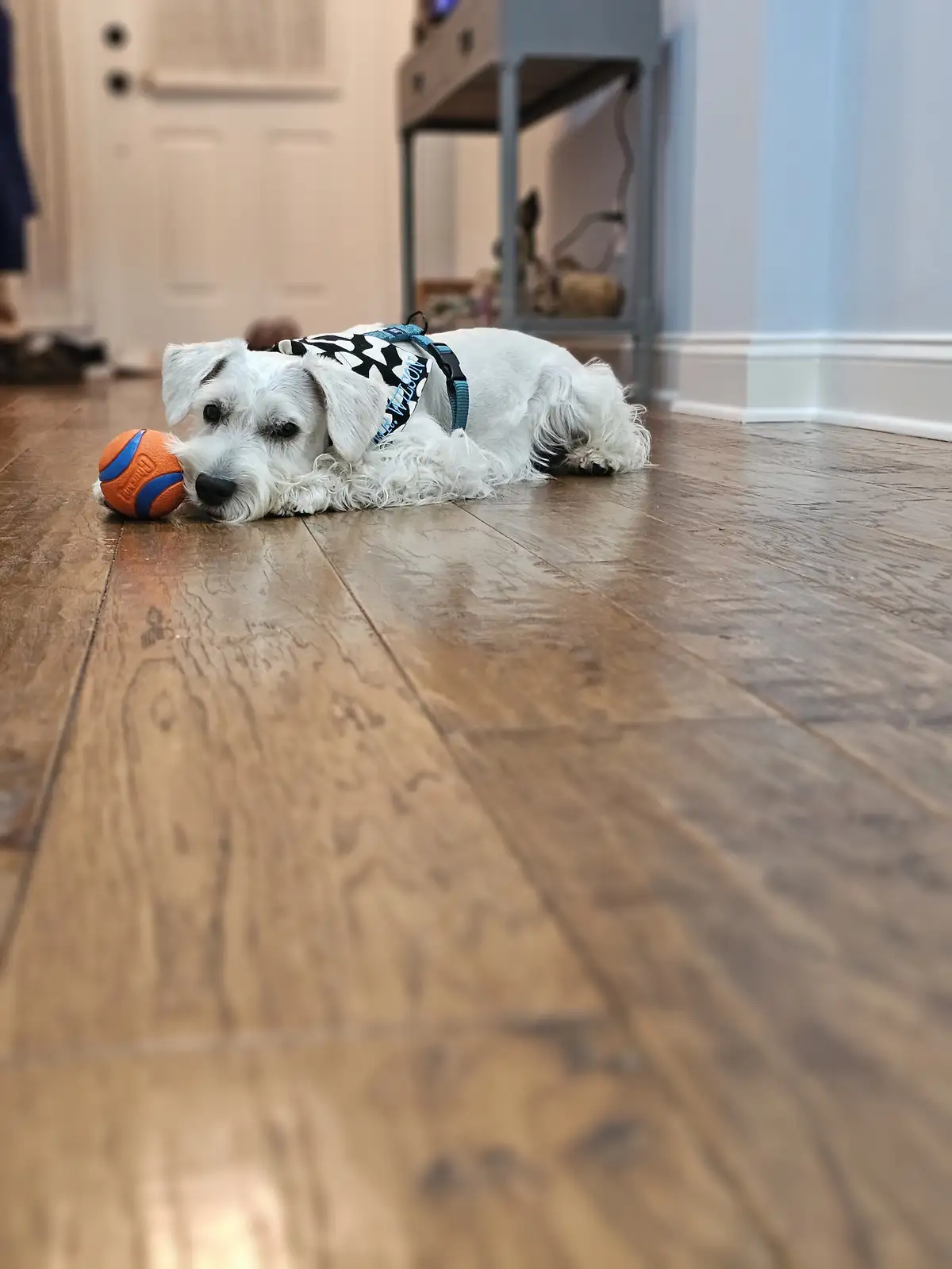 A small white dog with fluffy fur lies on a wooden floor, its head resting near an orange and blue ball. The dog wears a…